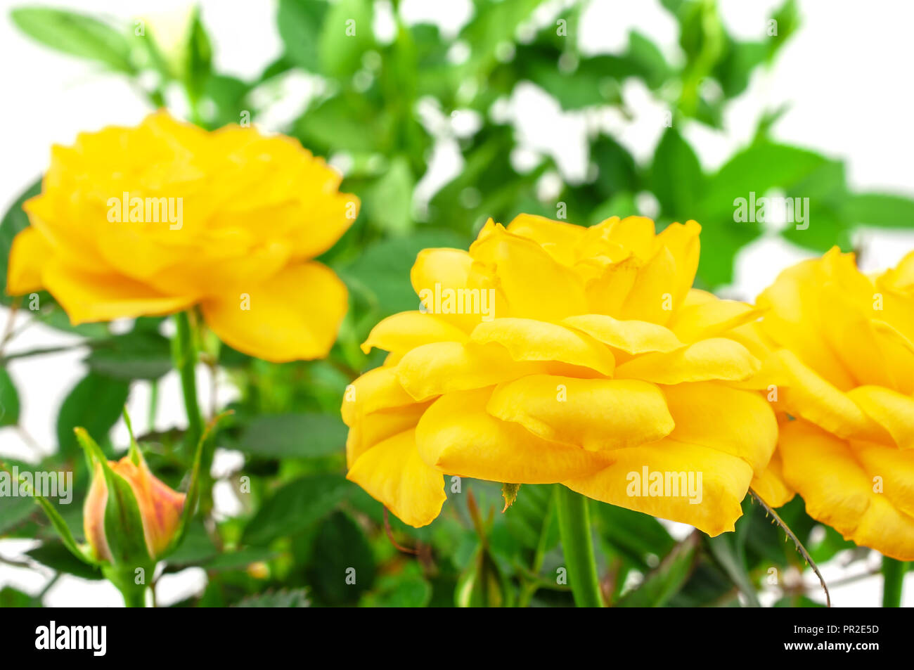 Yellow rose on white background Stock Photo Alamy