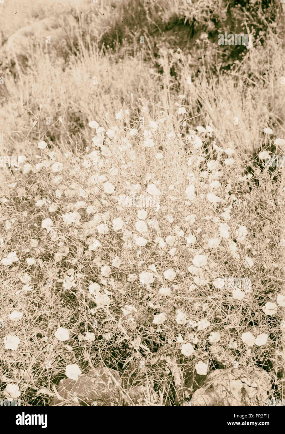 Wild flowers of Palestine. Convolvulus (C. Dorycnium L.). 1900 Stock Photo