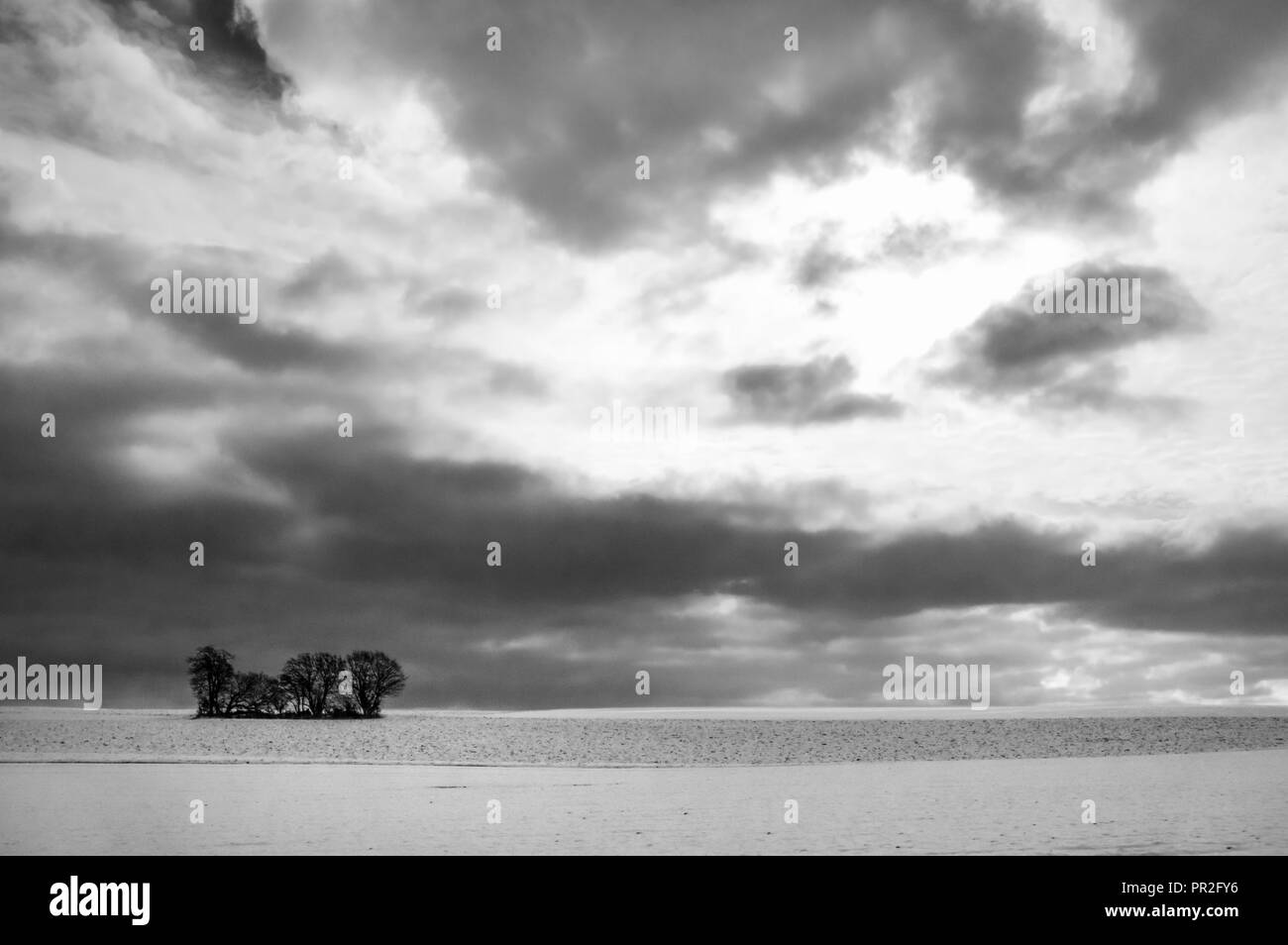 Black and white landscape, a minimalist winter image, with a few trees alone on a big snowy field, under a dramatic sky, near Ilshofen, Germany. Stock Photo