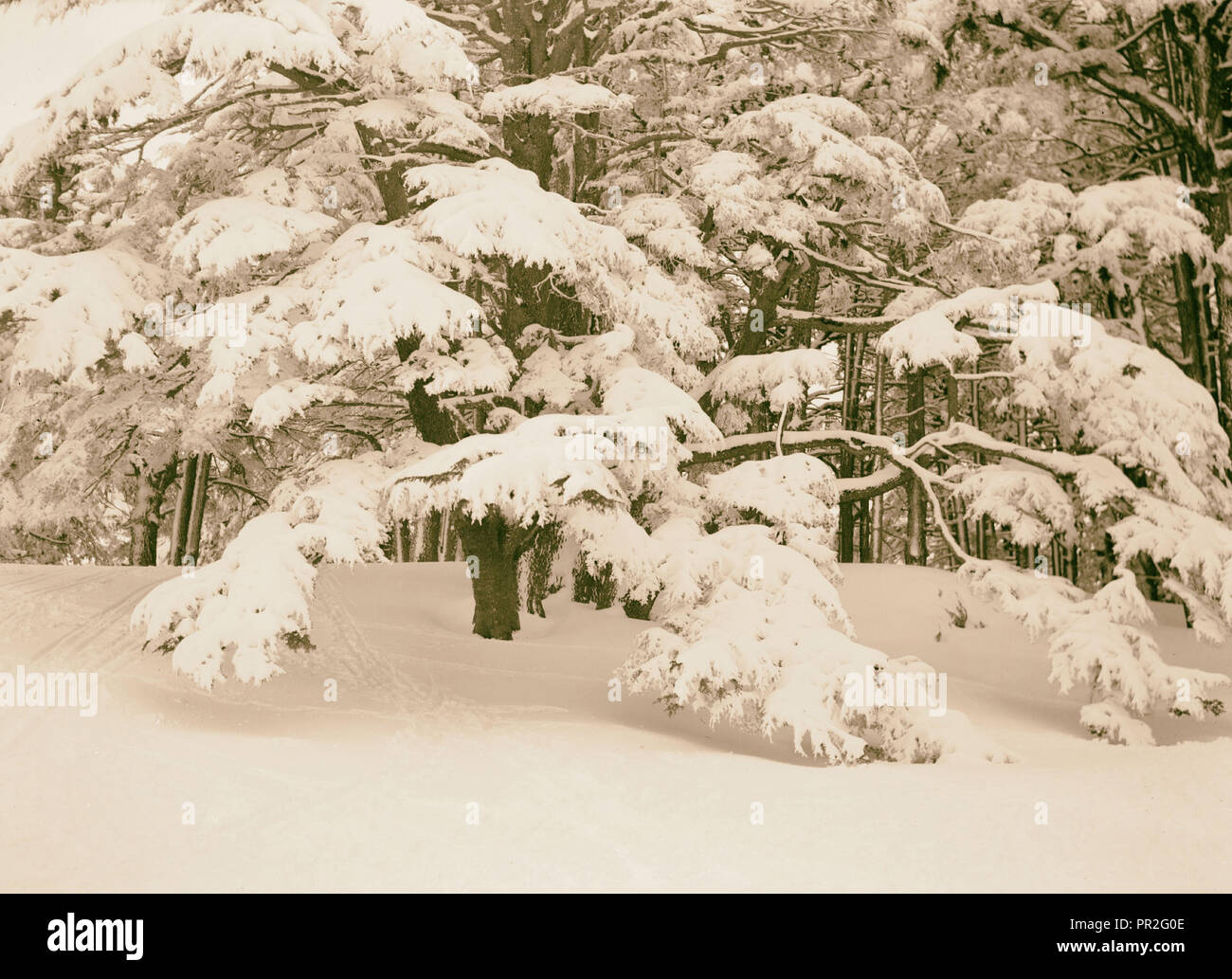 https://c8.alamy.com/comp/PR2G0E/cedars-flat-spreading-cedar-branches-weighted-with-snow-1946-lebanon-PR2G0E.jpg