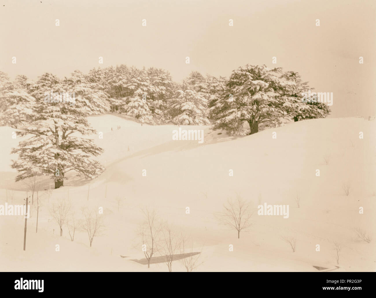 Cedars. 1946, Lebanon Stock Photo