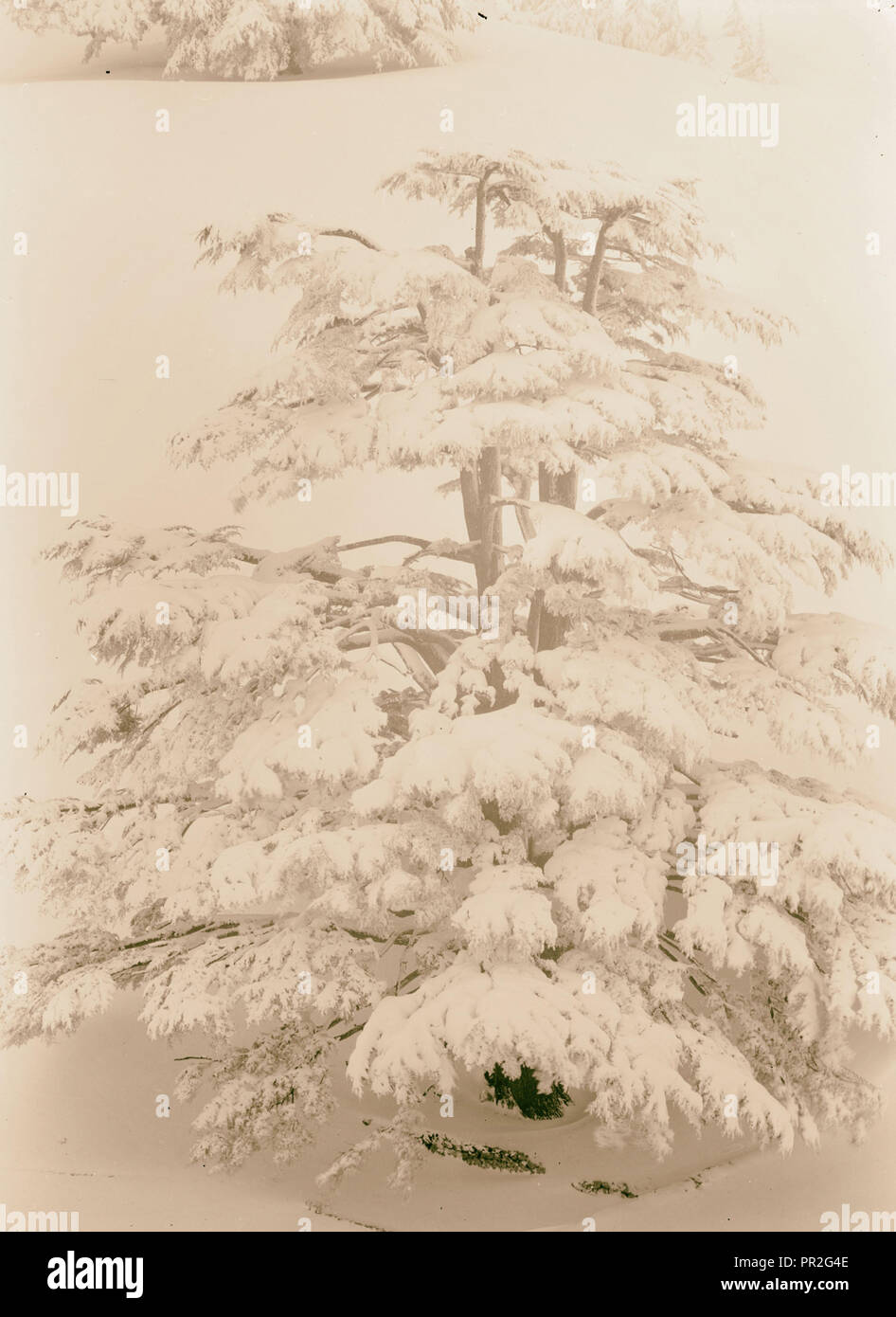 Cedars. 1946, Lebanon Stock Photo