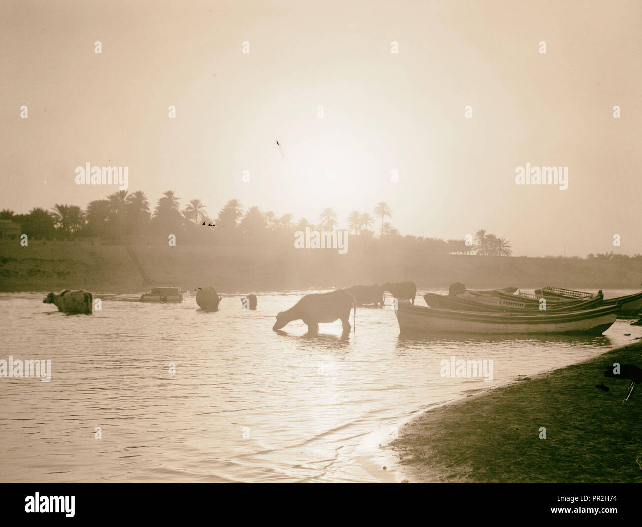 Iraq, cows at river. 1932, Iraq Stock Photo