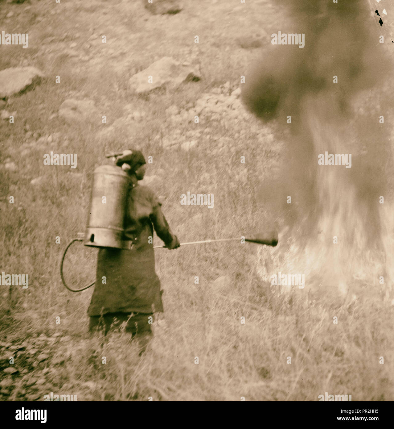 Burning locust. 1925, Middle East Stock Photo Alamy