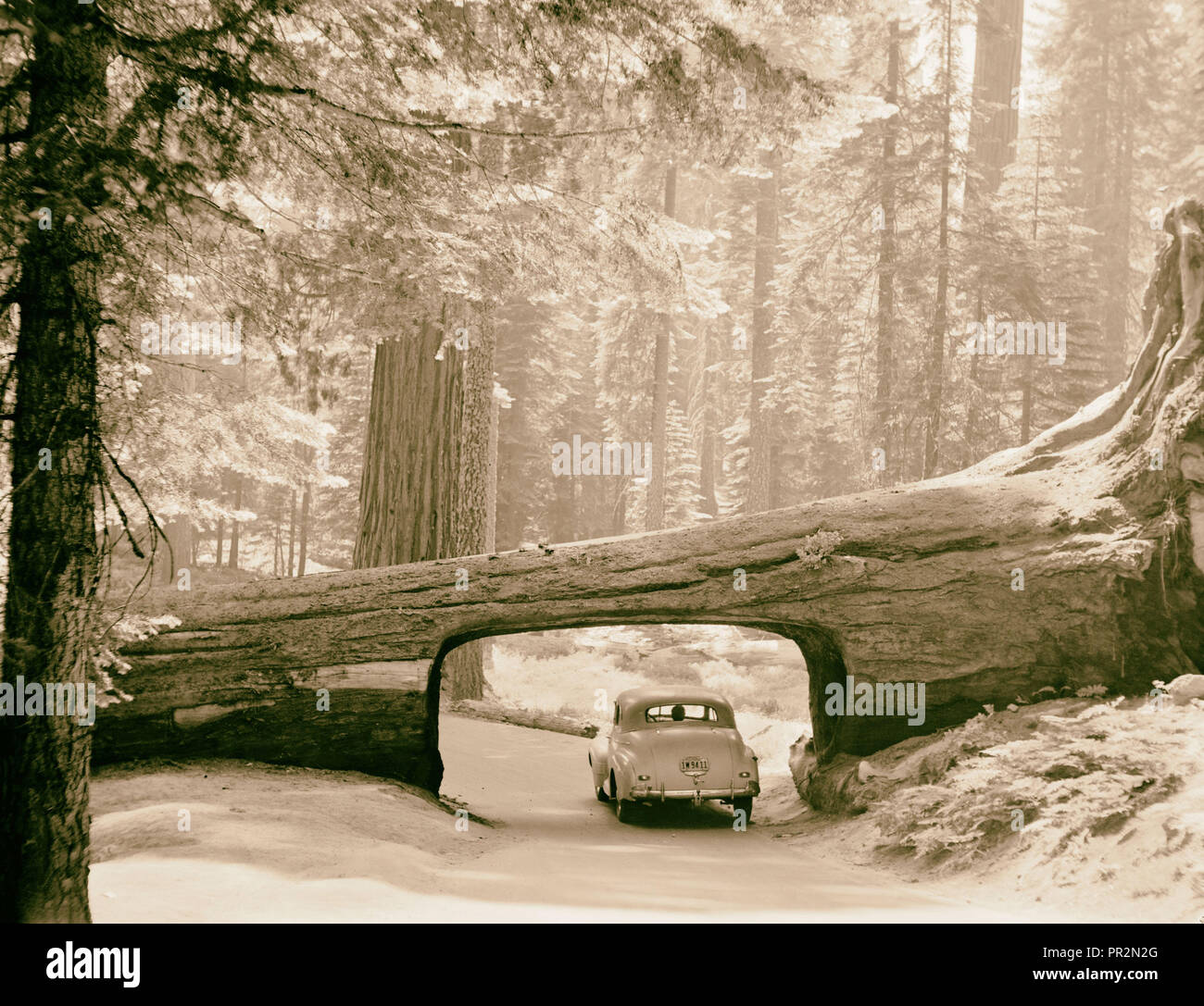 Sequoia National Park, Sept. 1957 The tunnel log. Car driving through passage way cut through side of log. 1957, California, USA Stock Photo