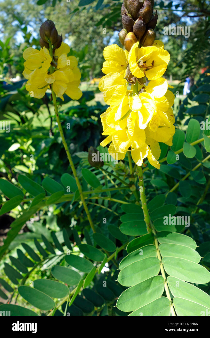 A flowering popcorn cassia plant - Senna didymobotrya Stock Photo