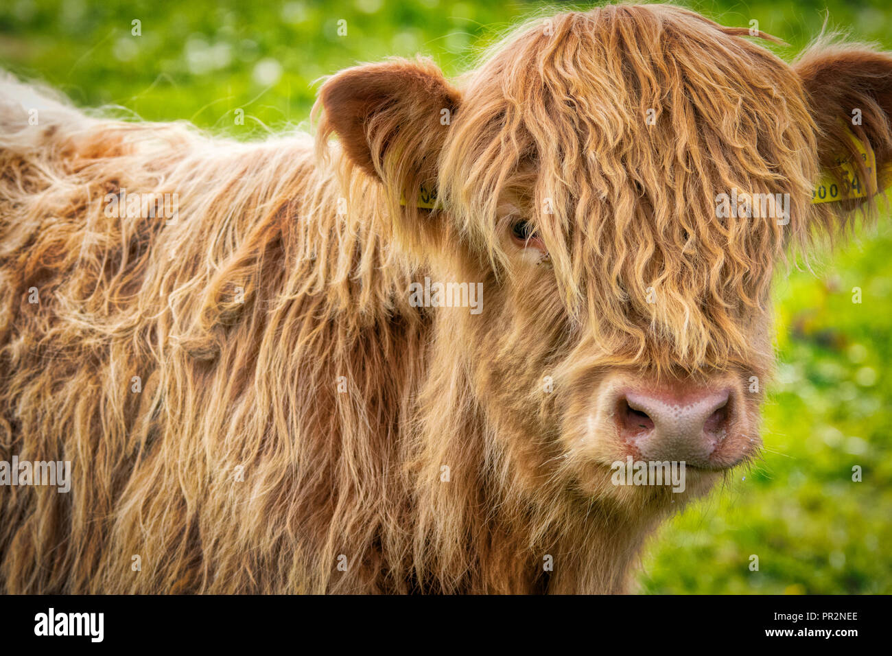 Portrait of a blonde Highland Cow (heilan coo) with its long fur and a green and yellow grassy background Stock Photo