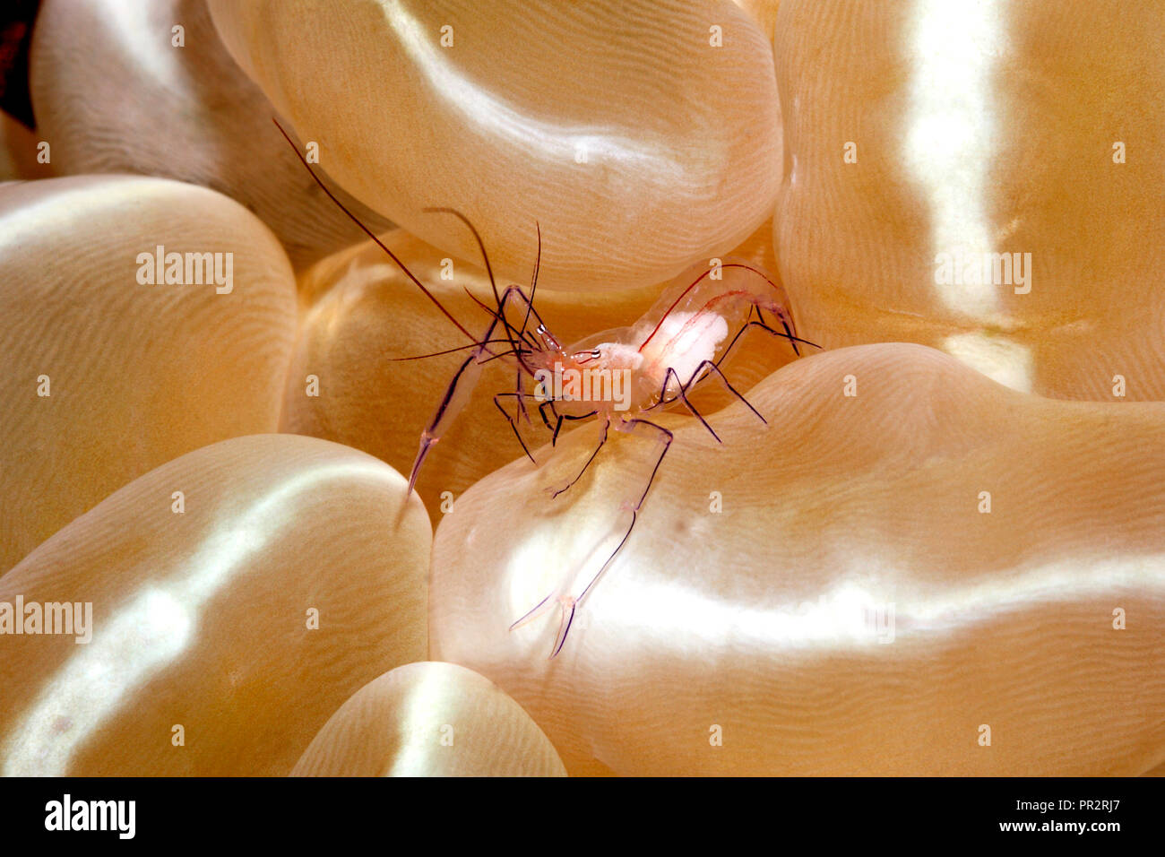 Female shrimp eggs hi-res stock photography and images - Alamy