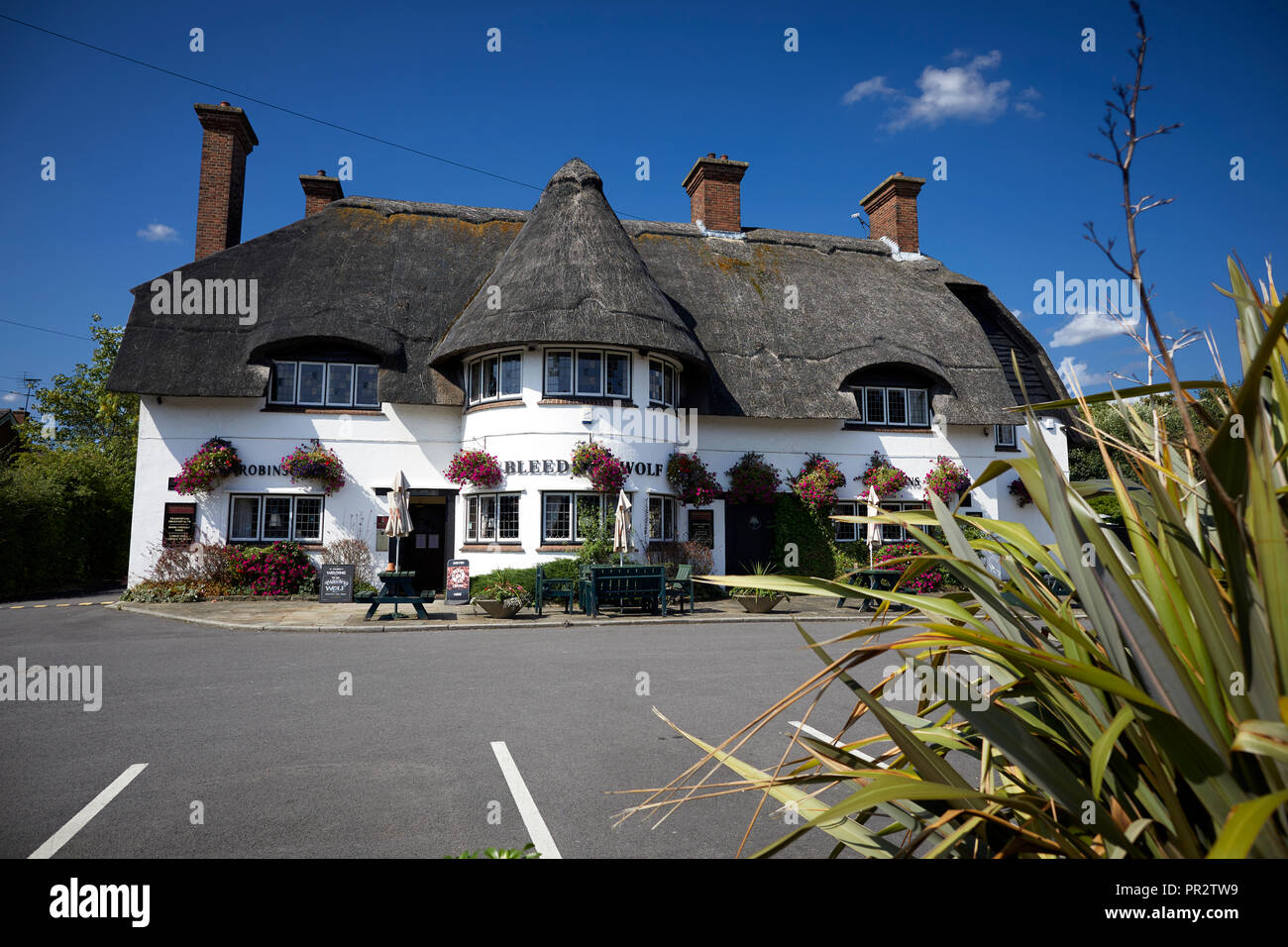 Grade II listed public house vernacular revival style picturesque thatched roofed country pub Bleeding Wolf in Scholar Green, Cheshire  Robinsons Brew Stock Photo