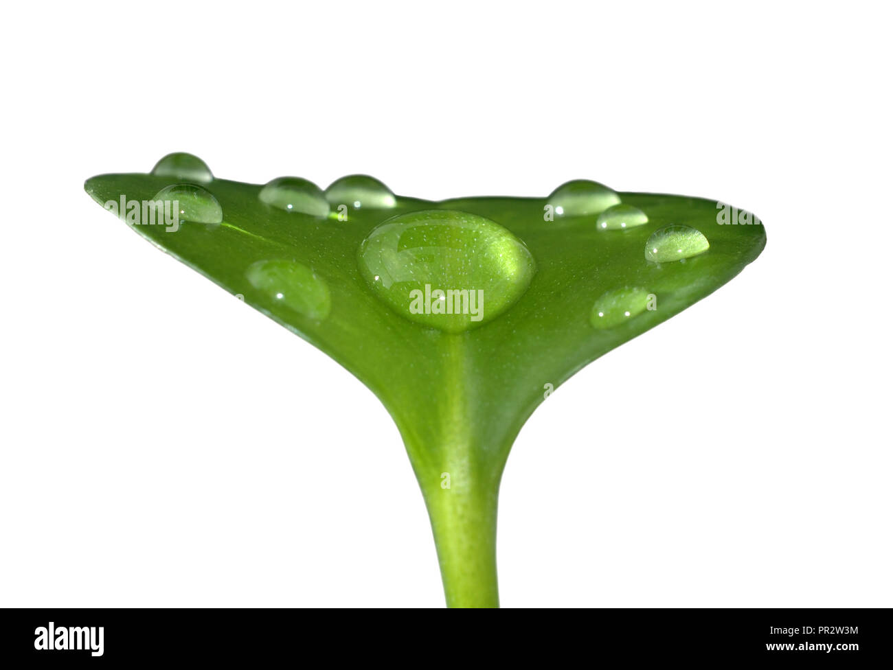 Drops of water on fresh green leaf. Isolated. White background Stock ...