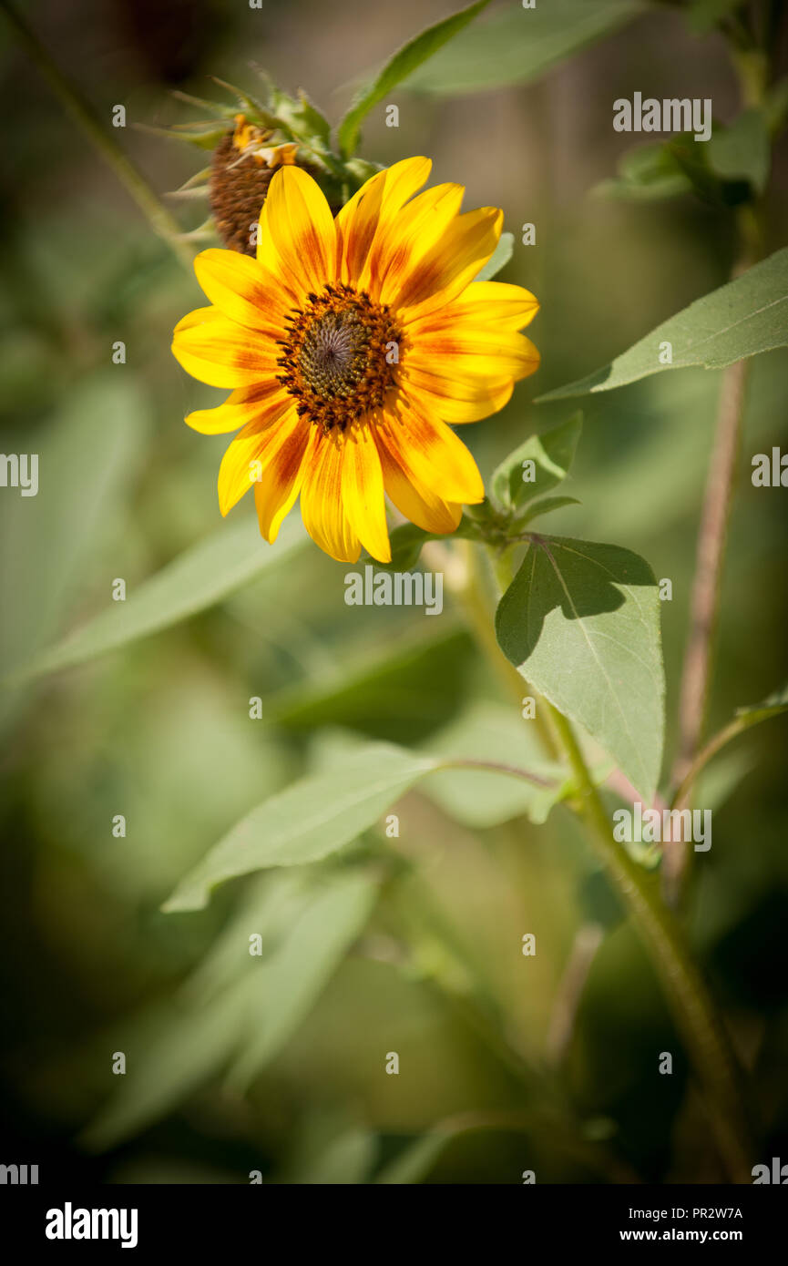 The Little Sunflower Stock Photo
