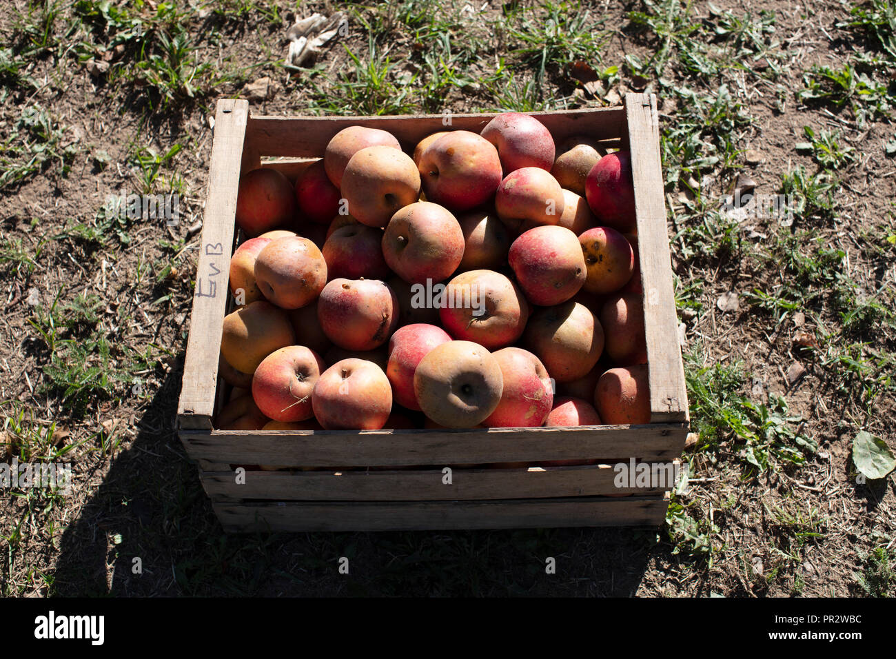 Box of apples, Apfelkiste Stock Photo Alamy