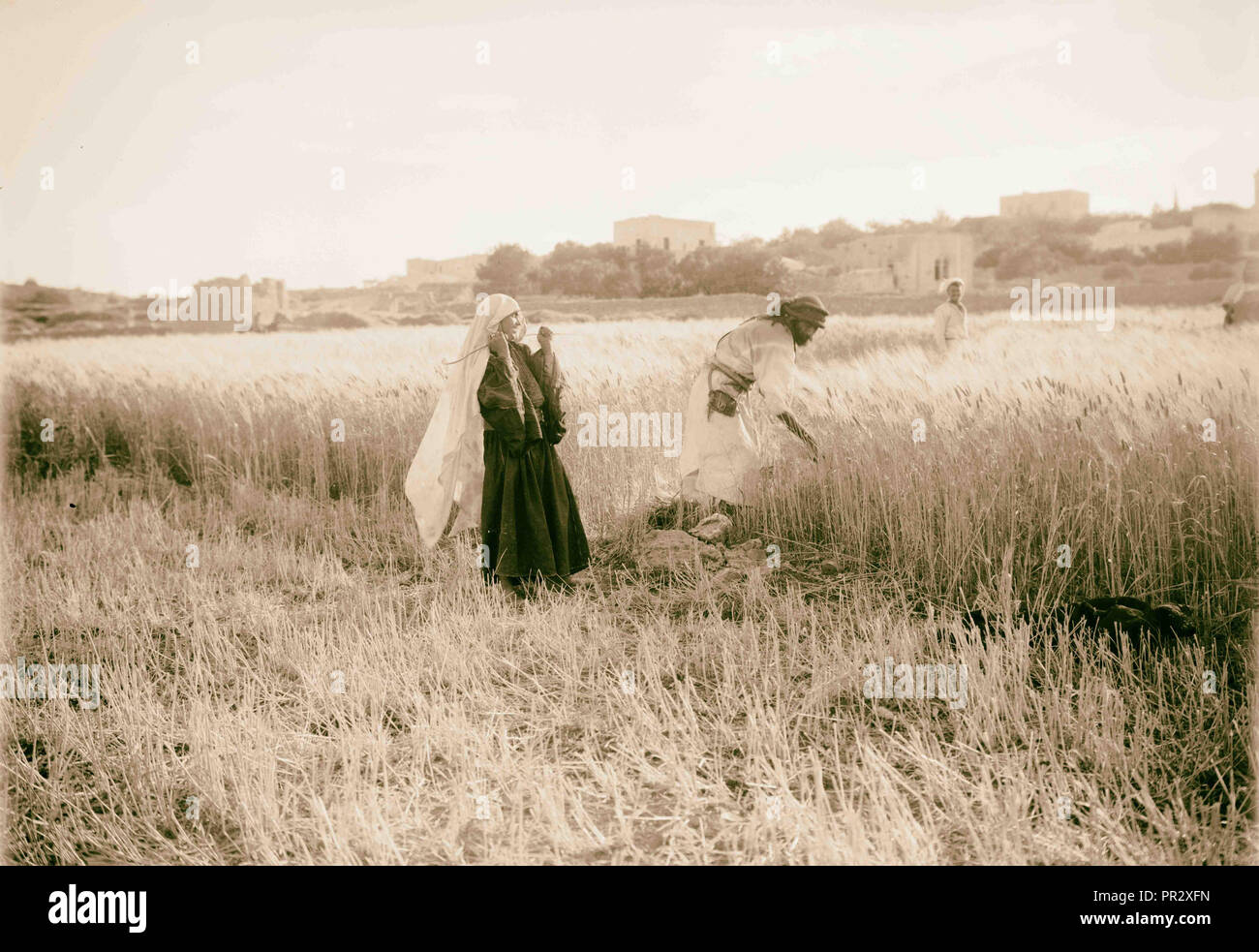 Harvesting and threshing floor scenes in the story of Ruth & Boaz 1898