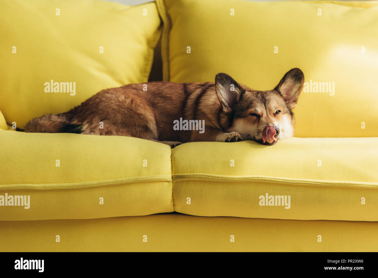 Funny Welsh Corgi Dog Licking Nose On Yellow Sofa Stock Photo