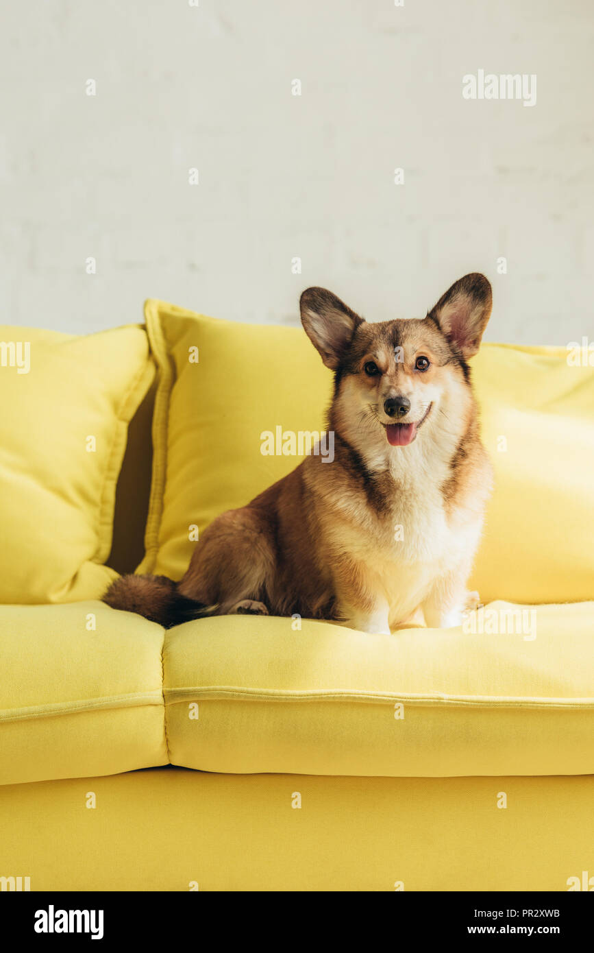 corgi couch