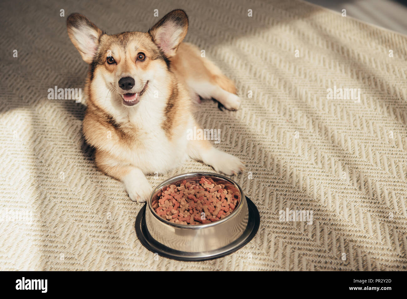 Cute Welsh Corgi lying on floor with bowl full of dog food Stock Photo ...