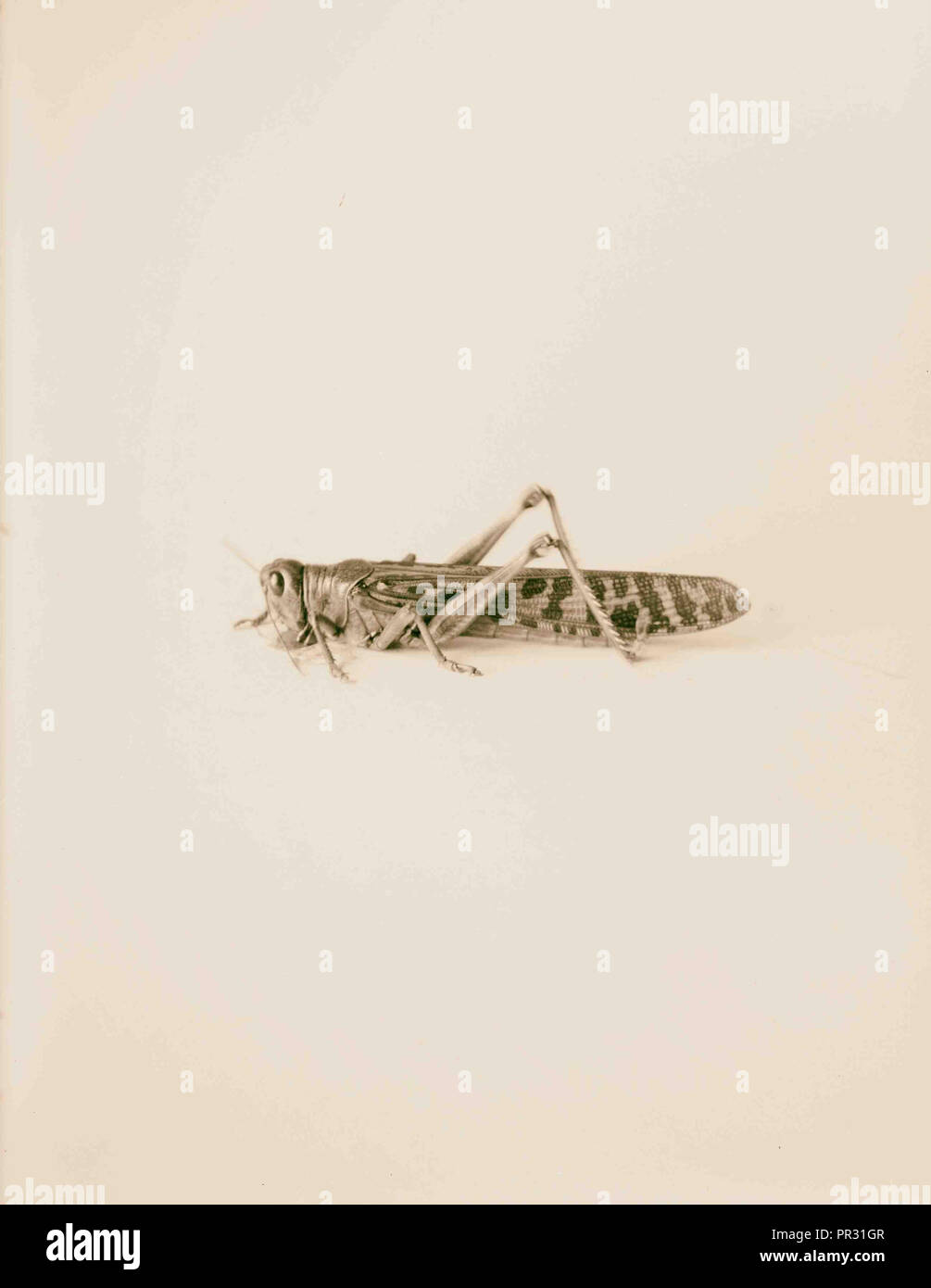 The terrible plague of locusts in Palestine, MarchJune 1915. The