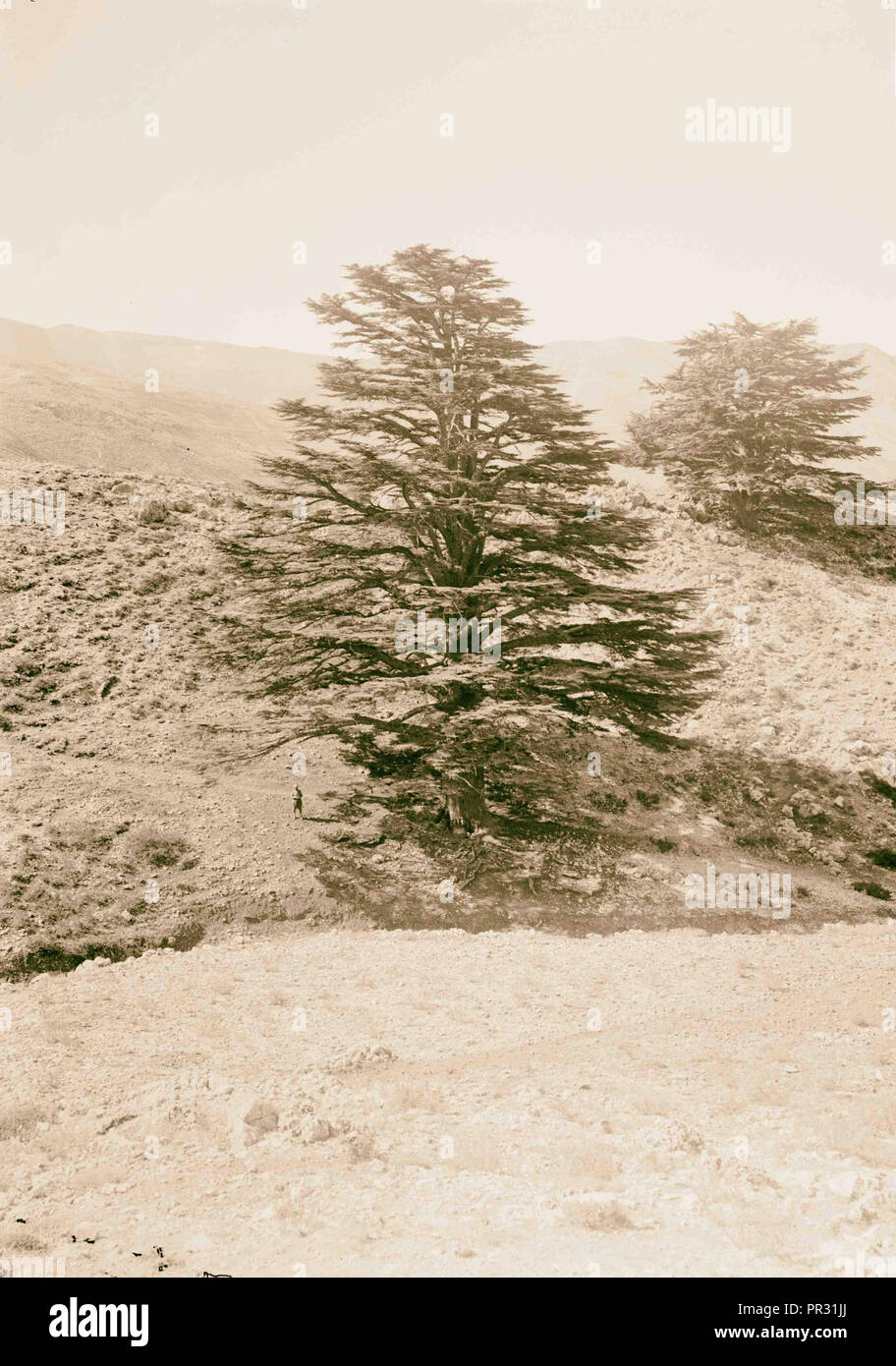 Cedars of Lebanon (Cedrus libani Barr.). 1900 Stock Photo