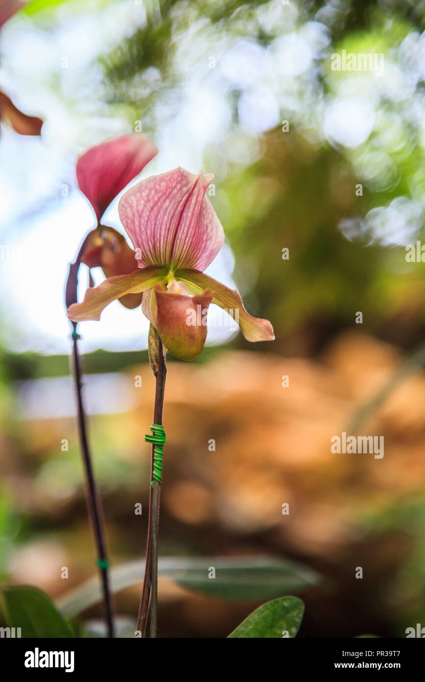 Flowers: Lady's slipper, lady slipper or slipper orchid Paphiopedilum, Paphiopedilum Charleswortii. The slipper-shaped lip of flower serves as a trap  Stock Photo