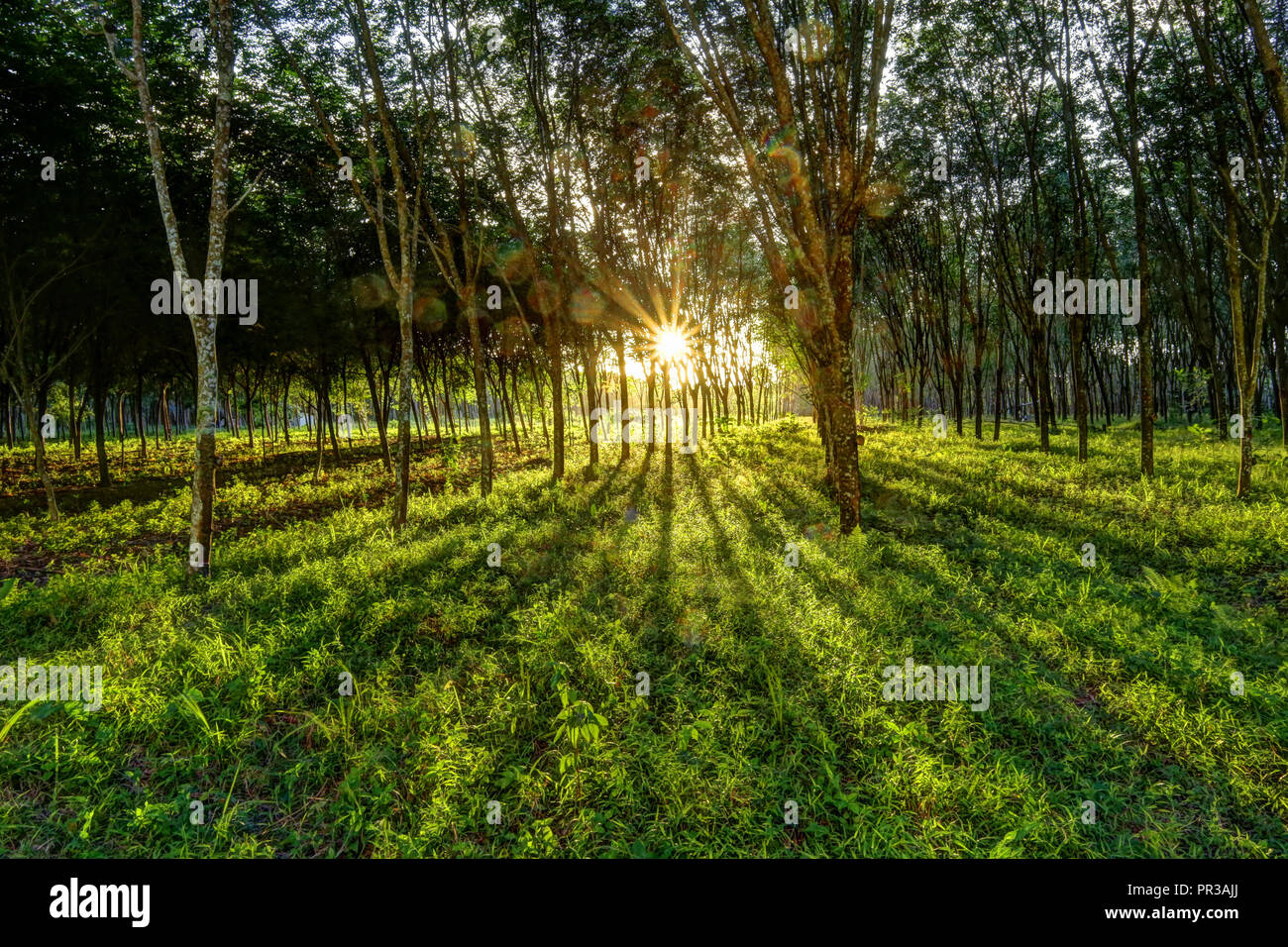 Sunset through a Rubber Wood, Parawood Plantation in Southern Thailand Stock Photo