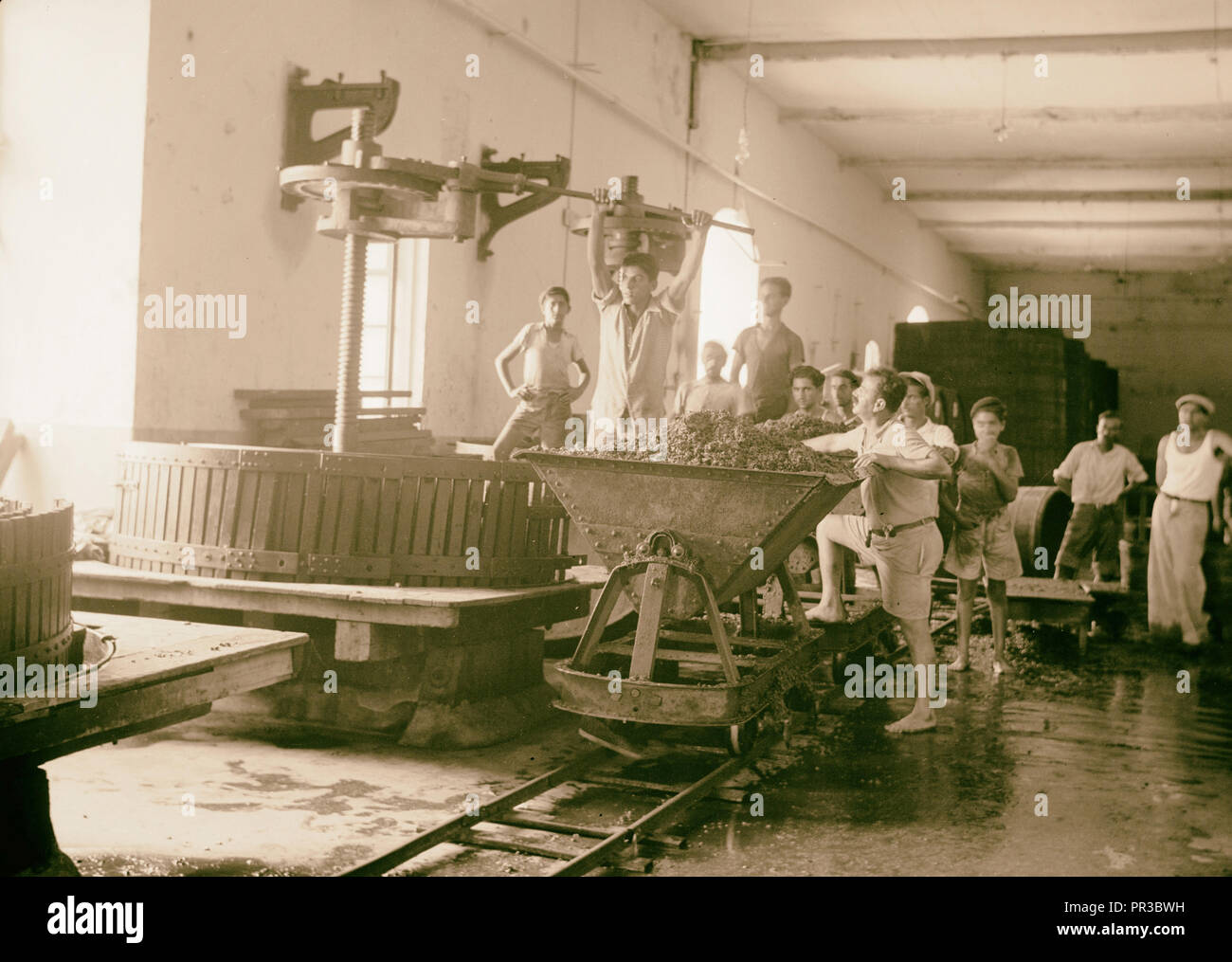 Vintage activities at Richon-le-Zion, Aug. 1939. Narrow guage trolleys carting away grape refuse from crusher. 1939, Israel Stock Photo