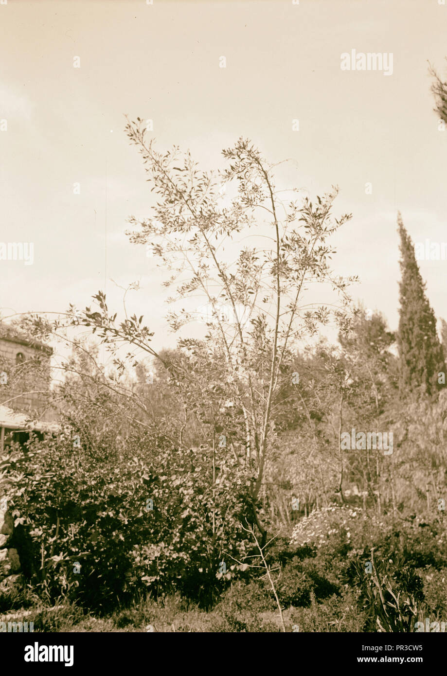 Mustard tree hires stock photography and images Alamy