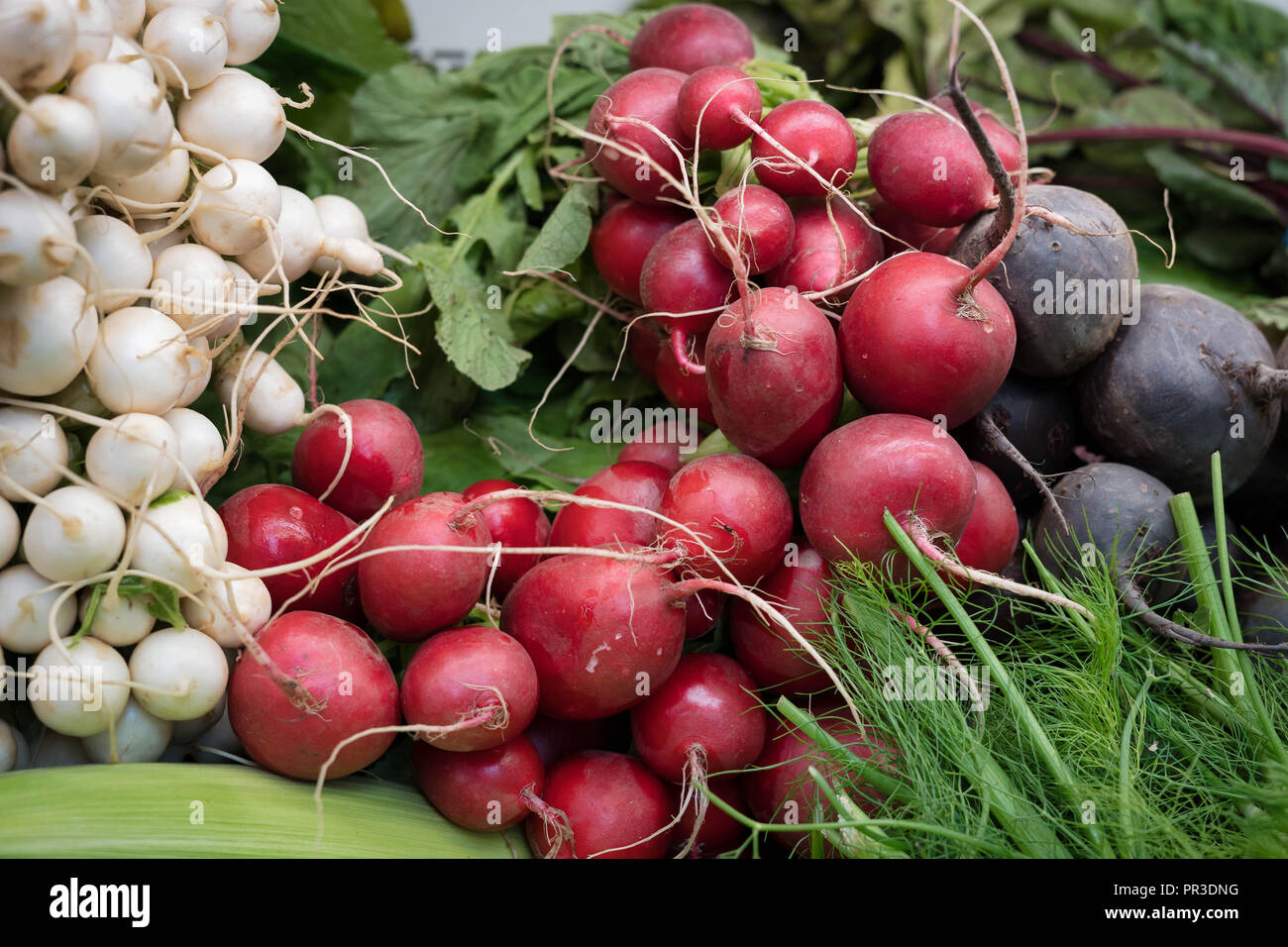 A selection of root cropsradishes, turnips, and beetsartfully