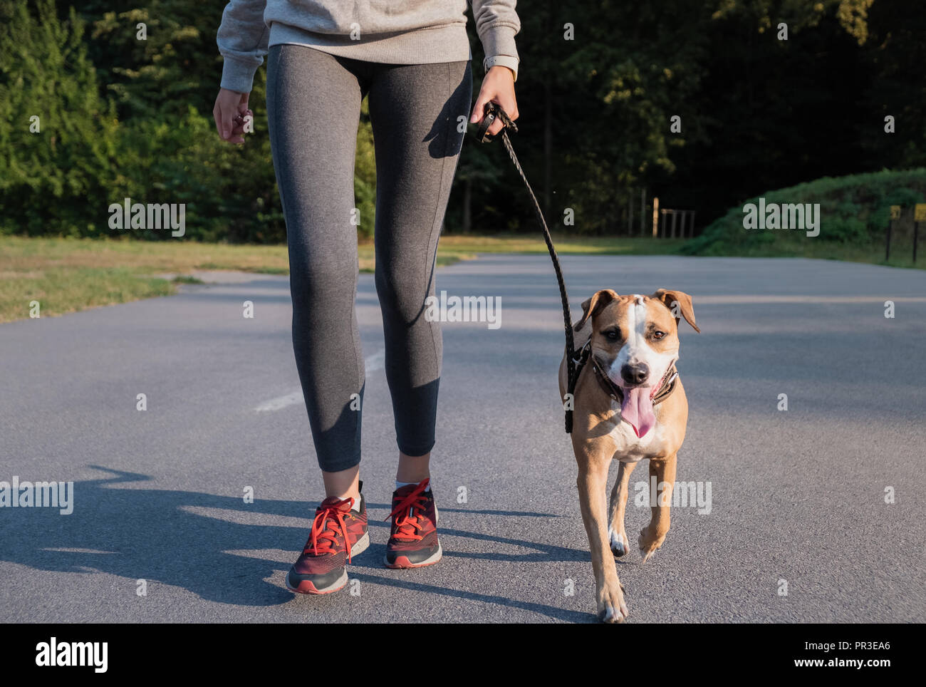 Woman in running suit training with her dog. Young fit female and staffordshire terrier dog doing morning walk in a park Stock Photo