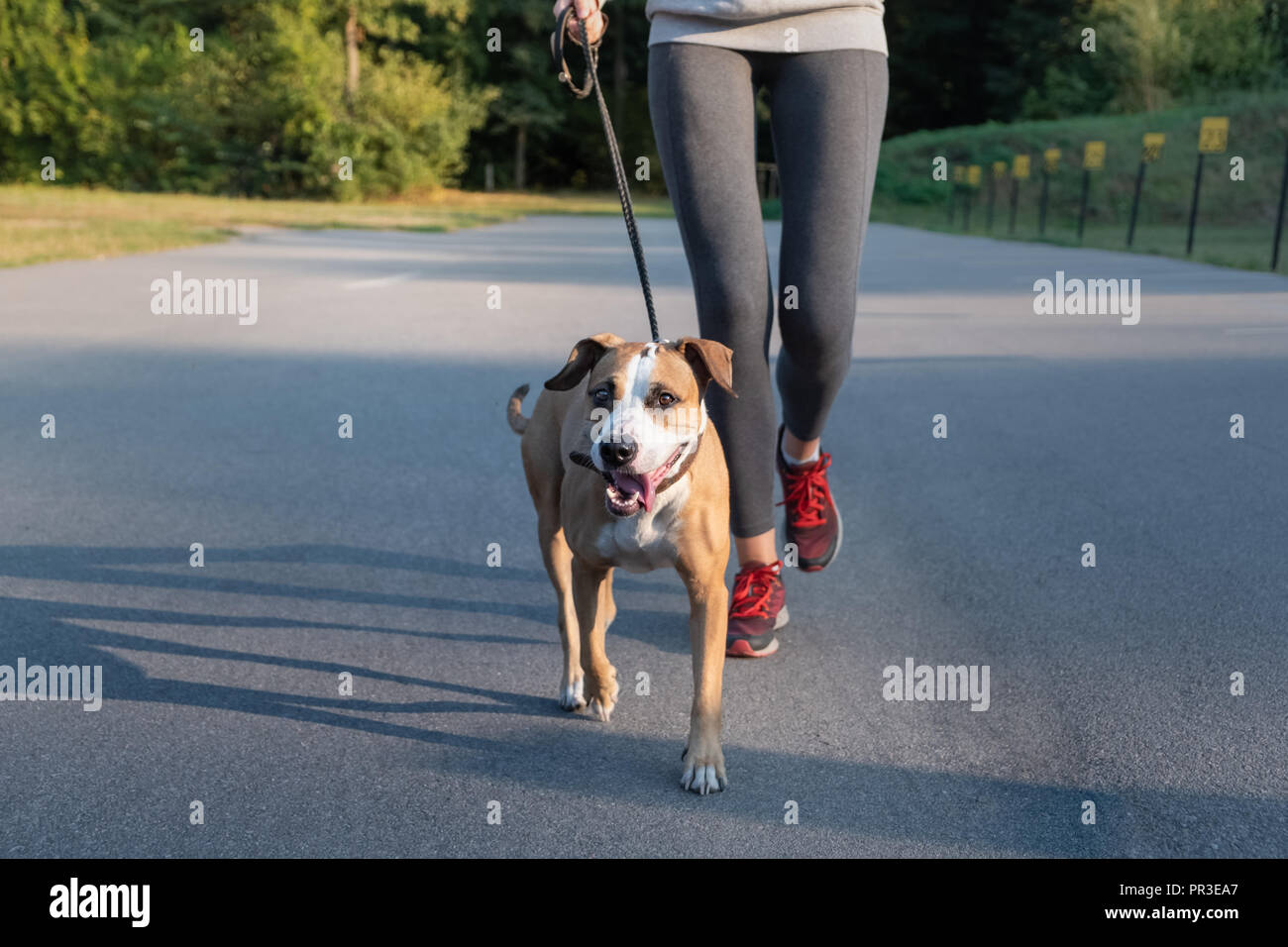 Woman in running suit jogging with her dog. Young fit female and staffordshire terrier dog doing morning walk in a park Stock Photo
