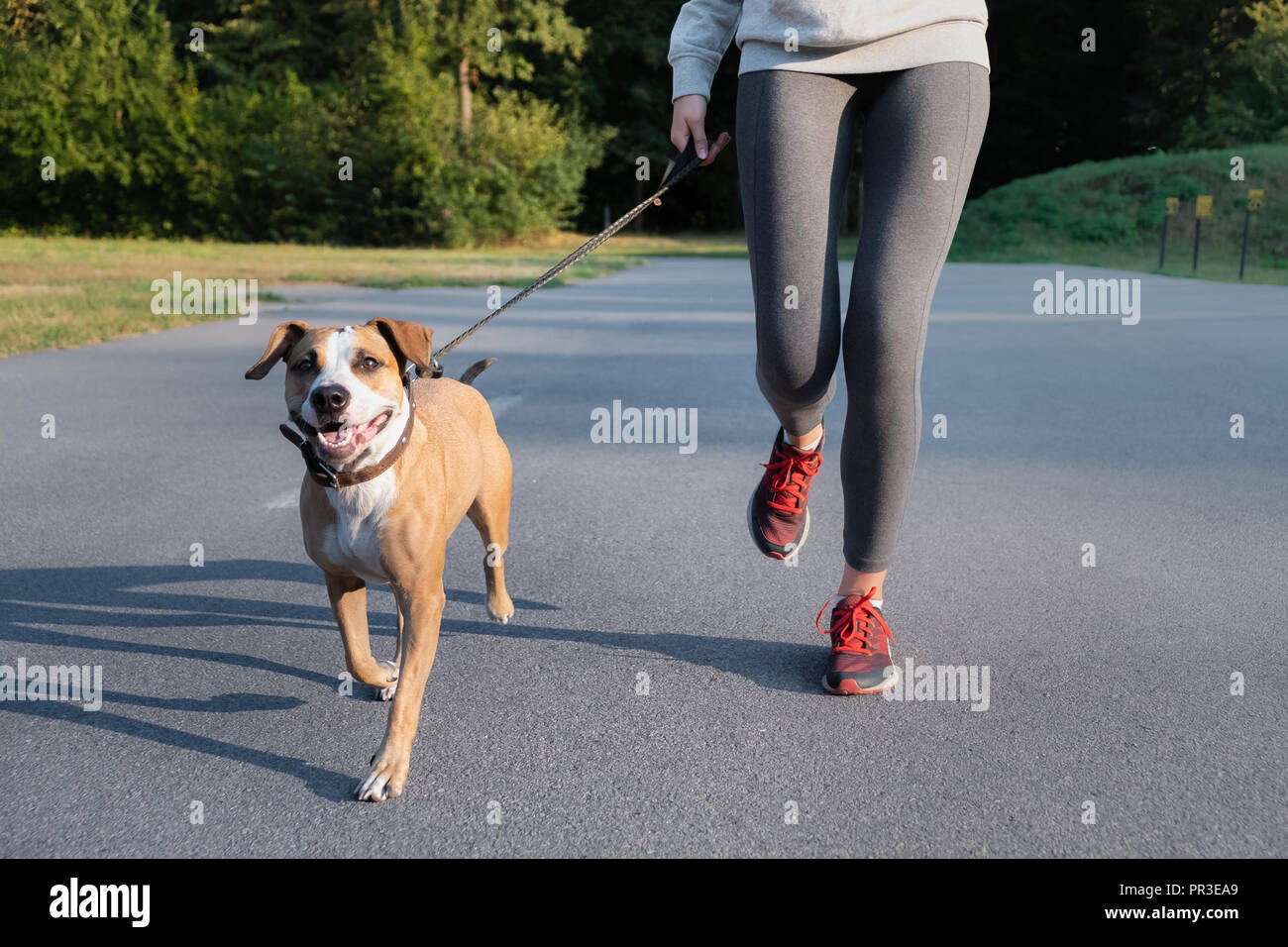 Woman in running suit jogging with her dog. Young fit female and staffordshire terrier dog doing morning walk in a park Stock Photo