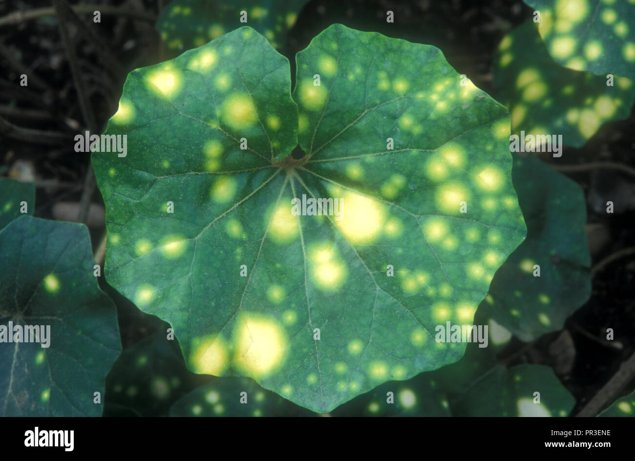 YELLOW SPOTS ON THE LEAVES OF A NASTURTIUM PLANT Stock Photo