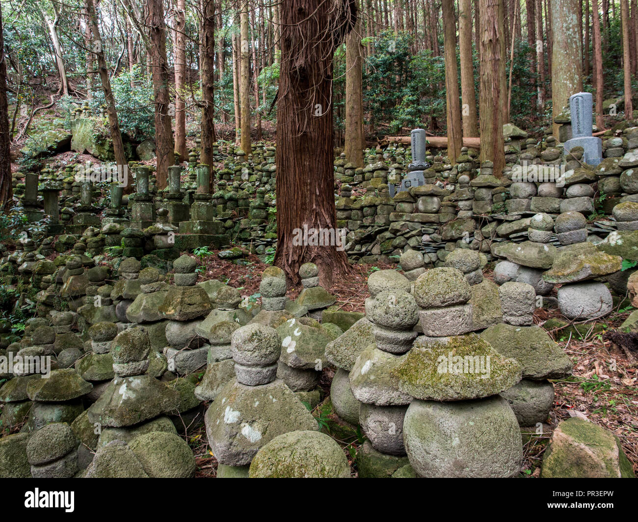 Memorial stones in forest gave yard,  ruins of Sentoji Temple, Kunisaki, Oita, Kyushu, Japan Stock Photo