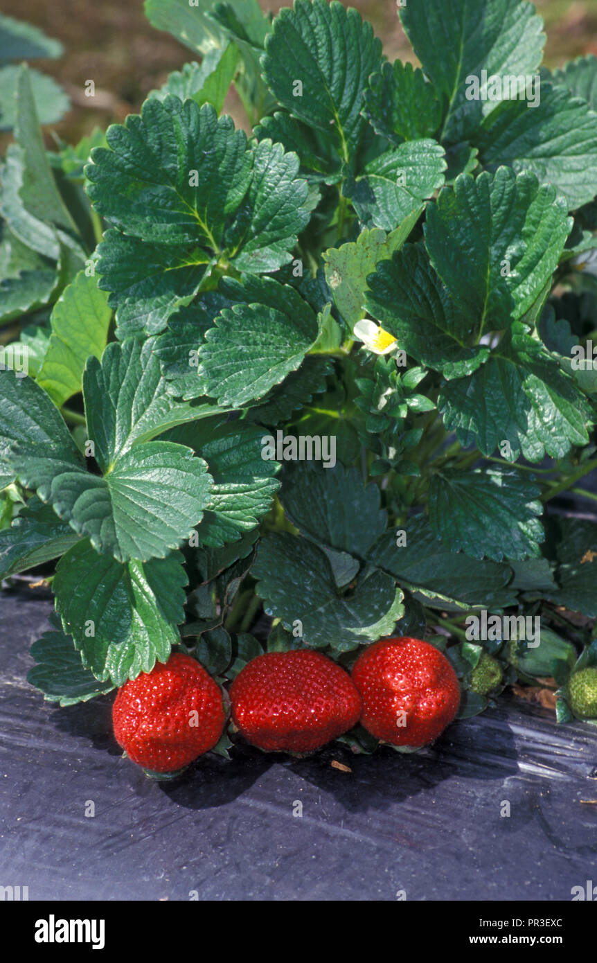 STRAWBERRIES GROWING, MARKET GARDEN, SYDNEY, NEW SOUTH WALES, AUSTRALIA