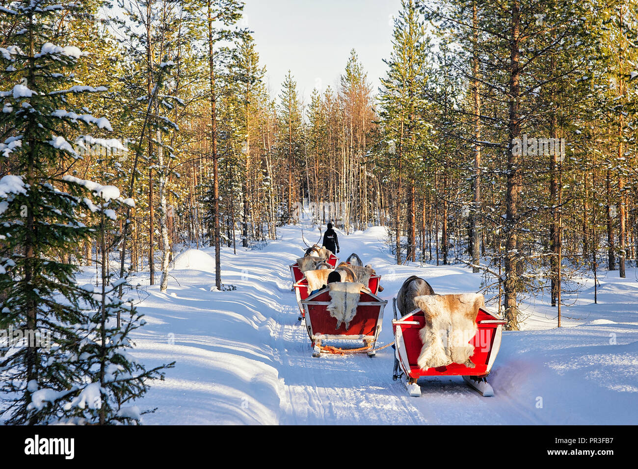 Rovaniemi, Finland March 5, 2017 Reindeer Sleigh Safari Ride, Winter