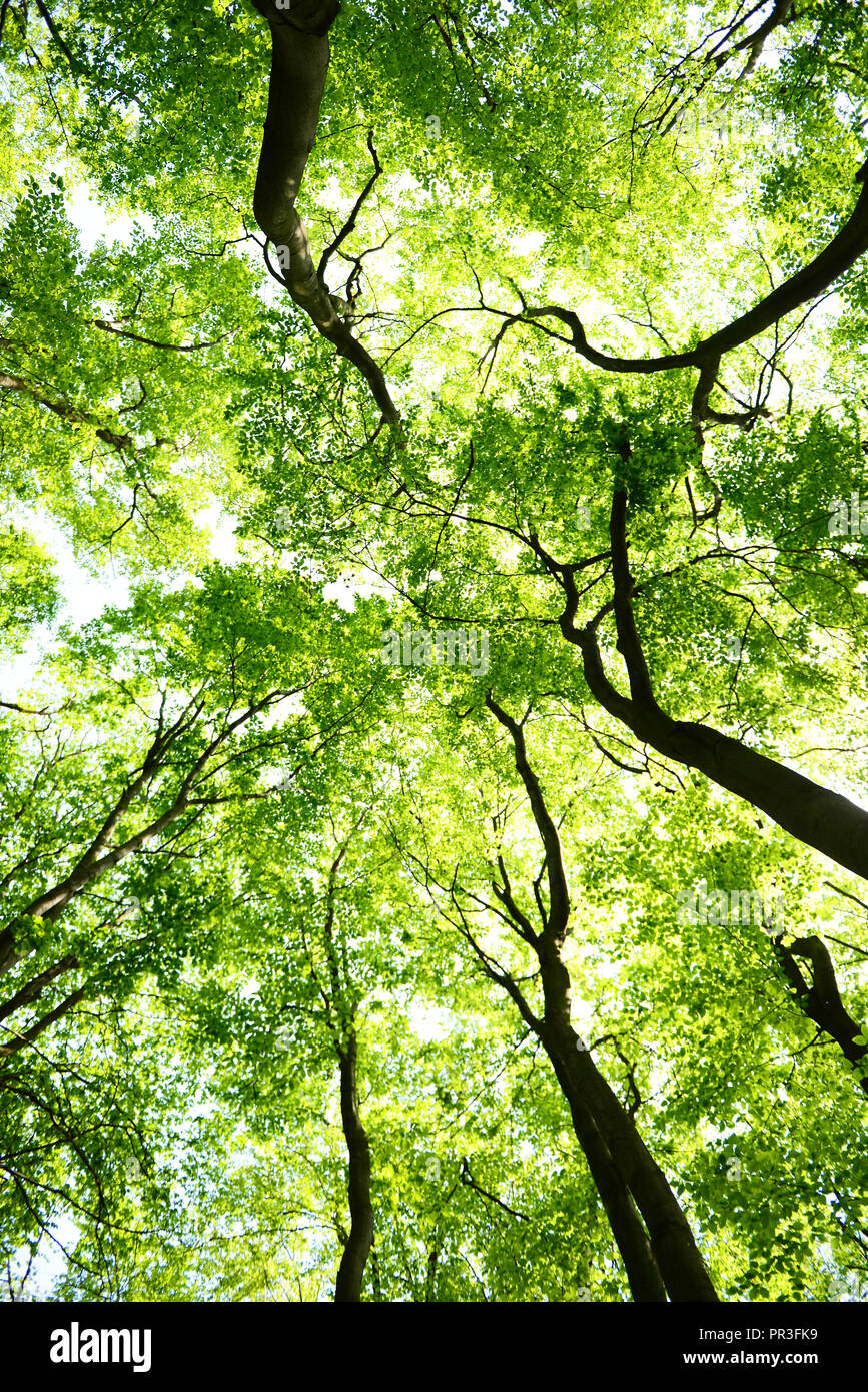 Tree canopies hires stock photography and images Alamy