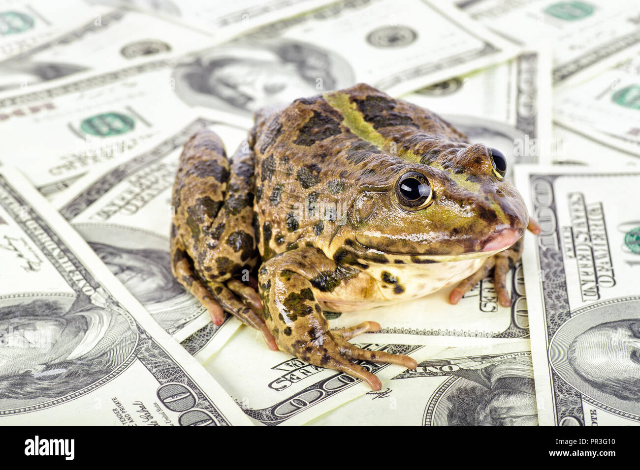 big frog on the money dollars background Stock Photo