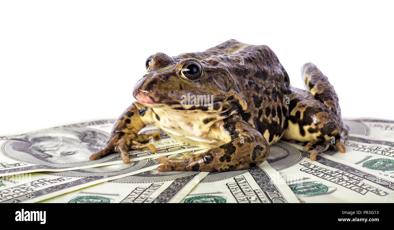 big frog on the heap of dollars on white background Stock Photo