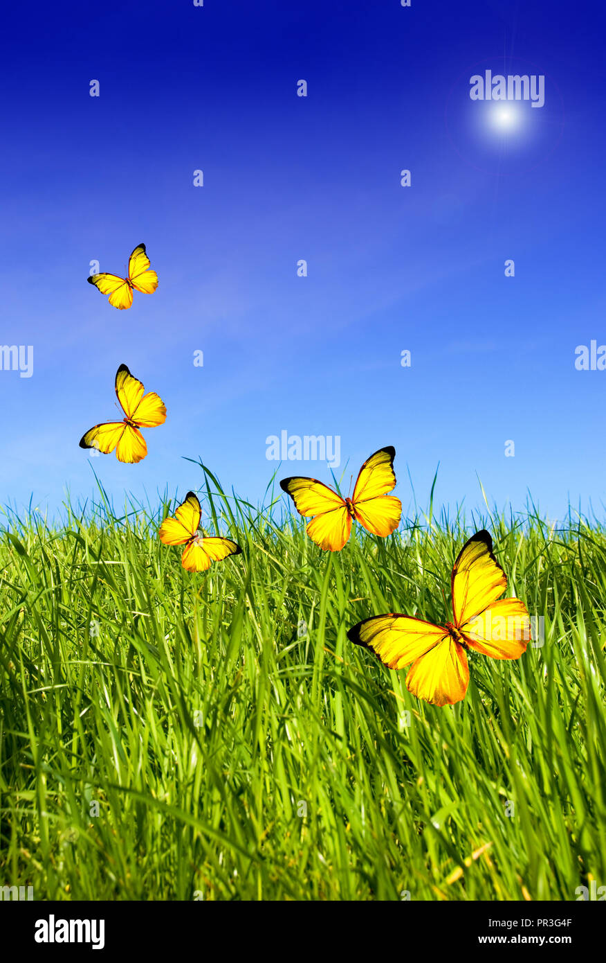 yellow Morpho butterflies in a meadow Stock Photo