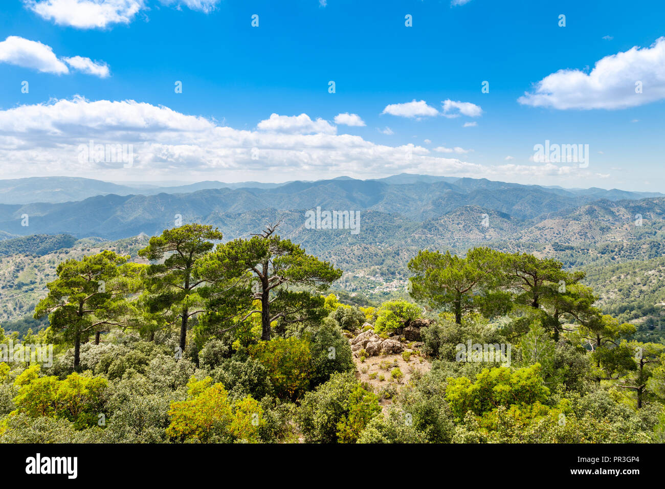 Cedars and beautiful valley view, Troodos mountains, Cyprus Stock Photo