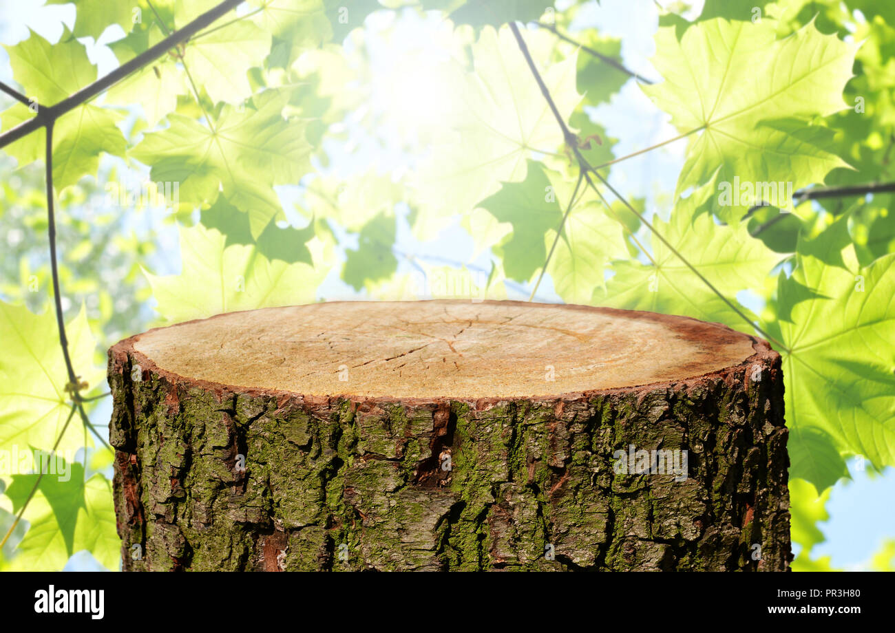 Tree trunk background Stock Photo - Alamy