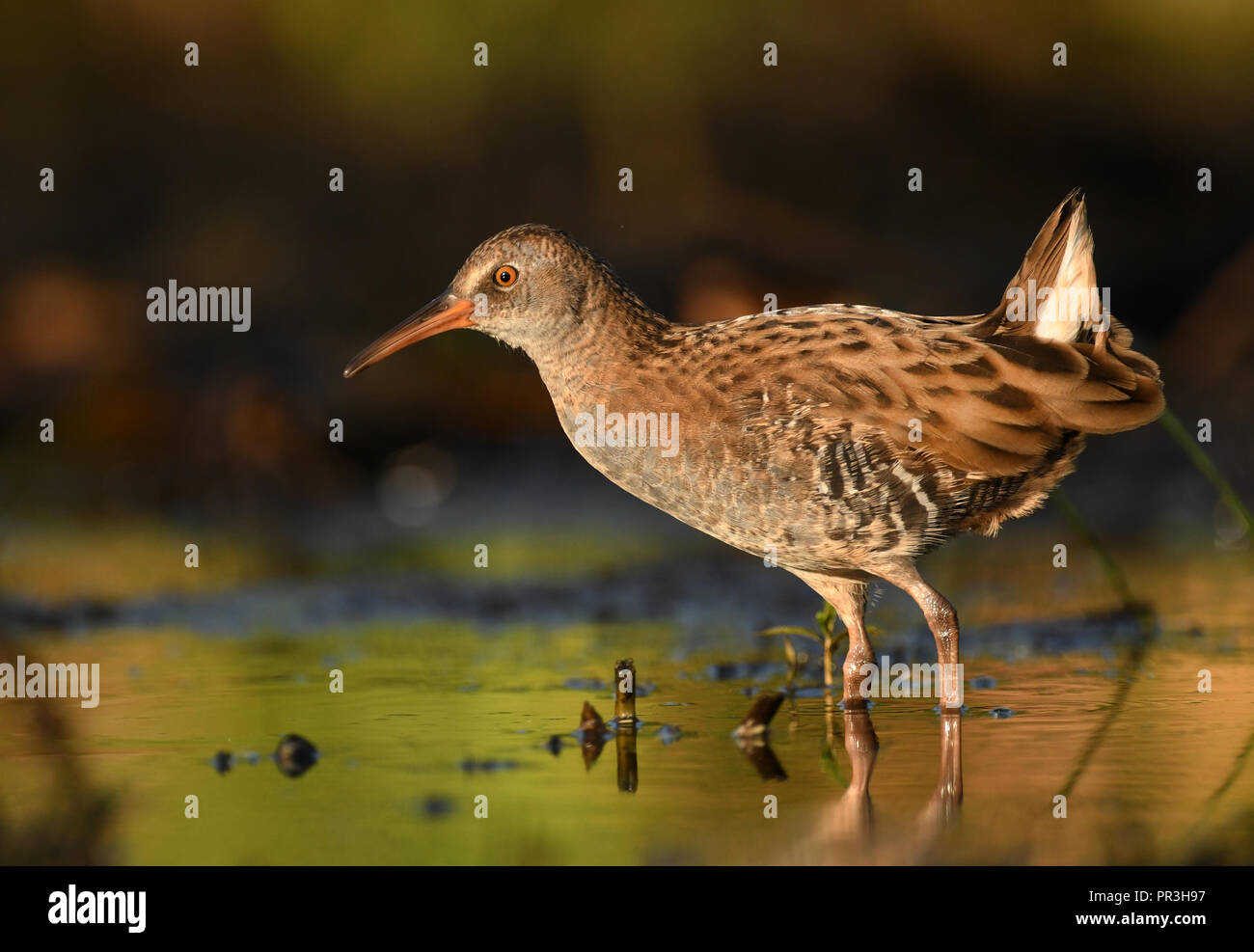 Water Rail - Rallus aquaticus Stock Photo - Alamy