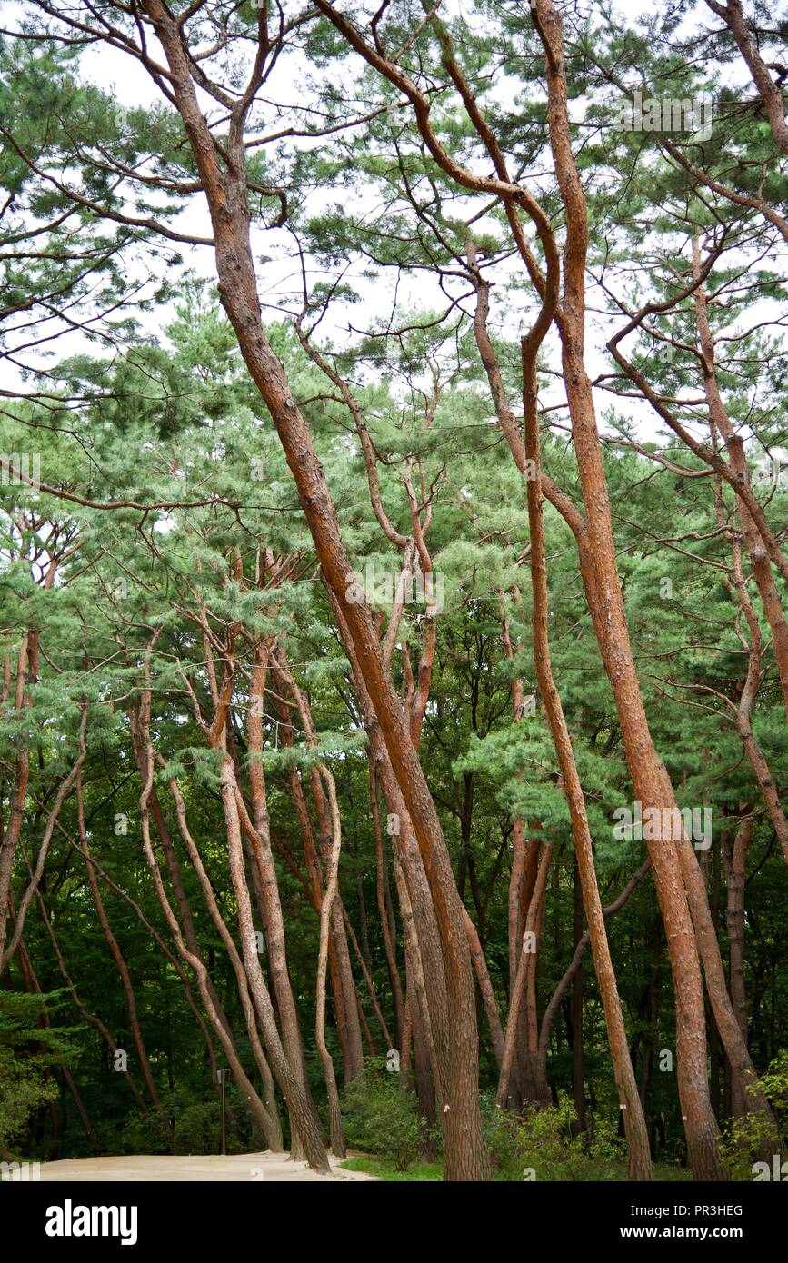 Pine Trees In The Fall Stock Photo Alamy pine-trees-in-the-fall-stock-photo-alamy