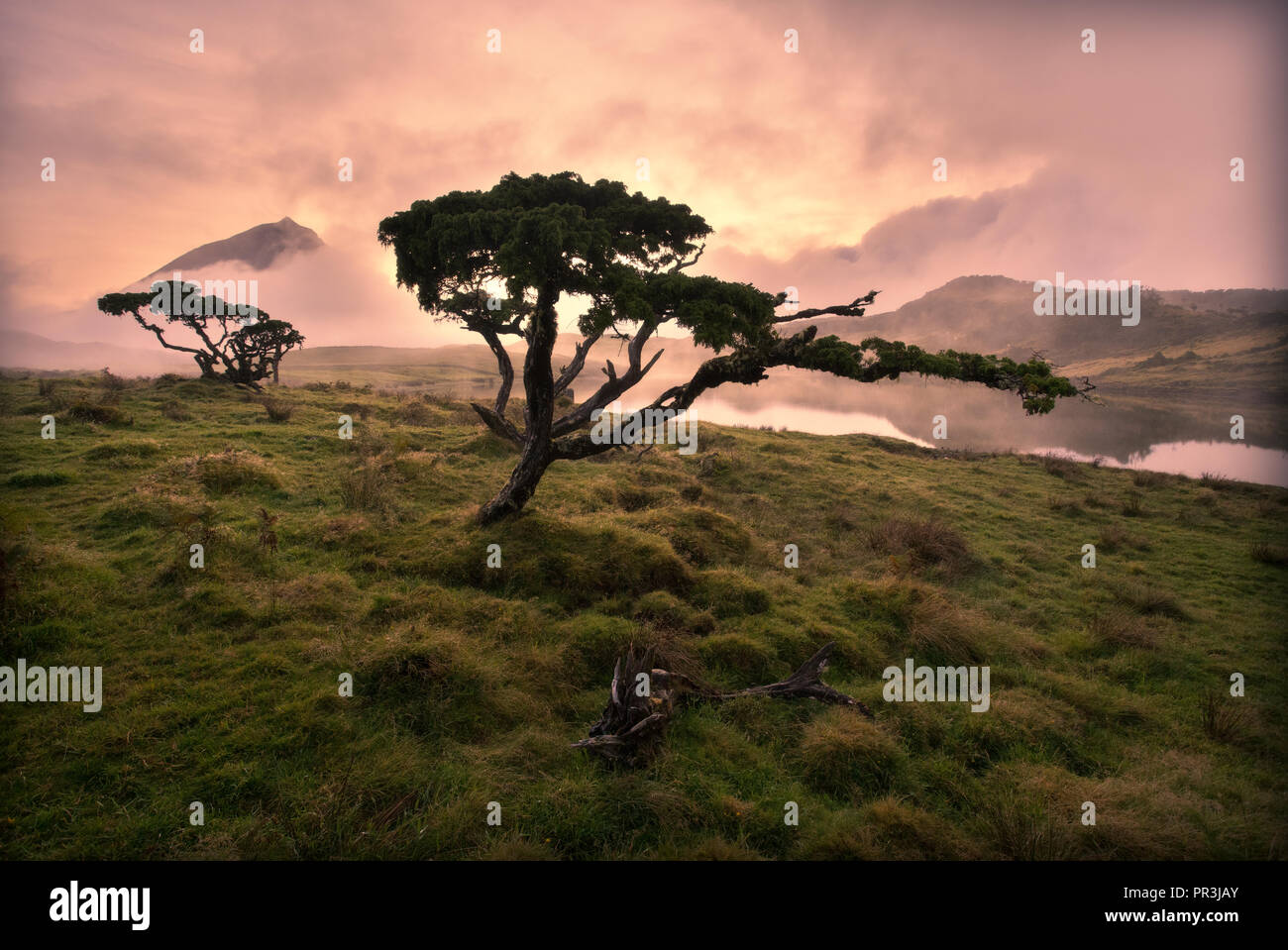 Azores Juniper tree Lagoa do Capitao against Clouds near Mount Pico, Sao Roque do Pico, Pico Island, Azores, Portugal Stock Photo