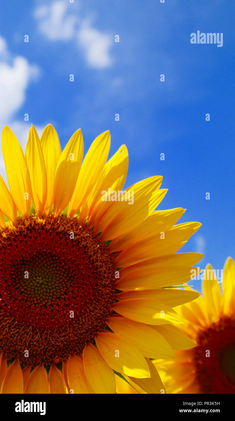 An abstract image of sunflowers growing in a field in the Charente Region of France. Stock Photo