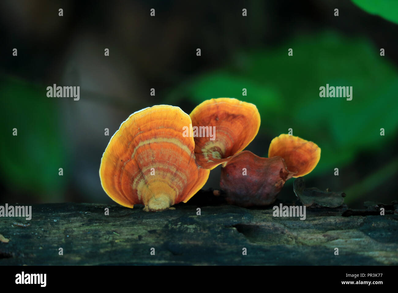 Orange Yellow Fan Shaped Fungus or Wild Mushroom Growing on Tree Trunk