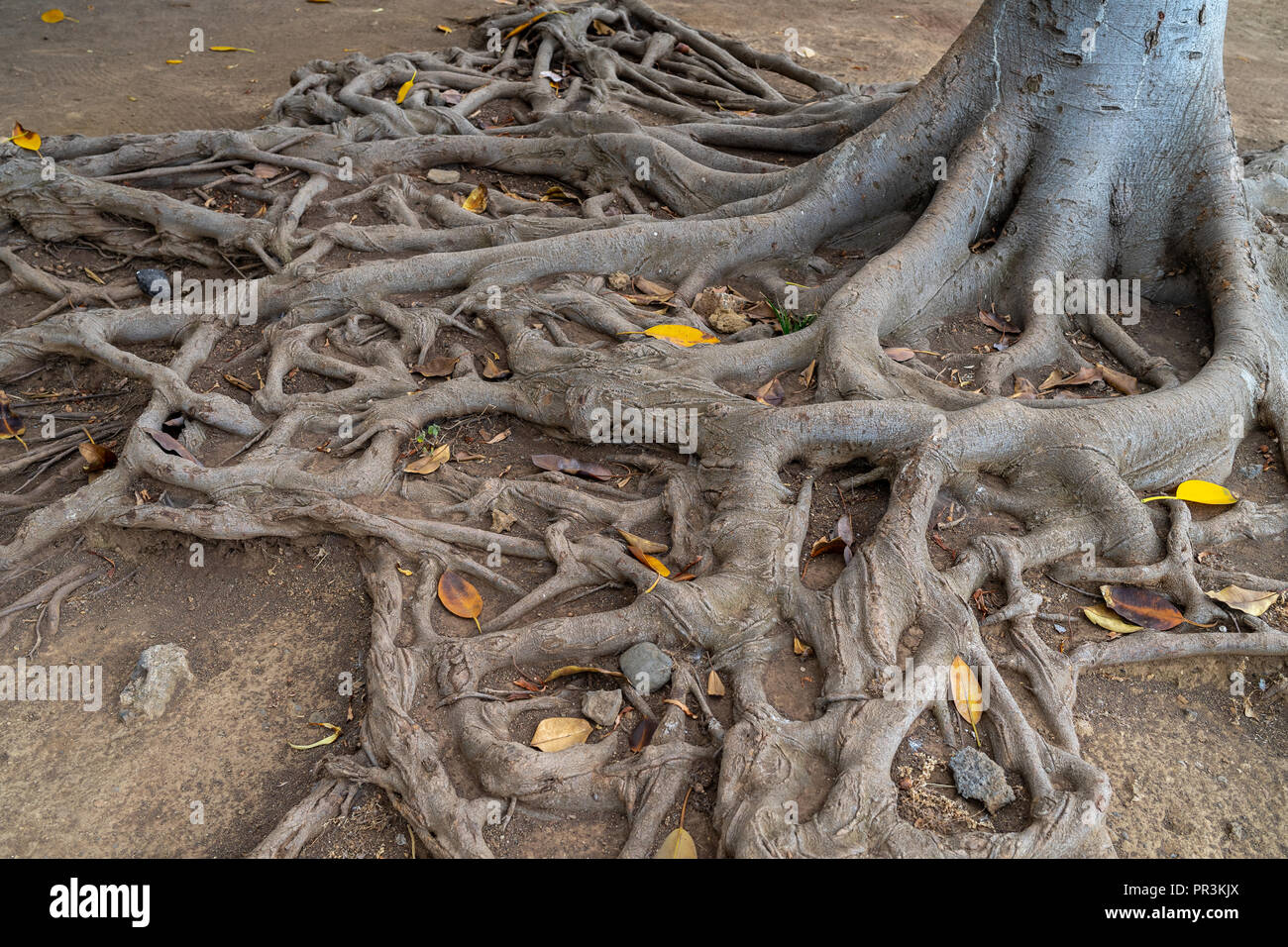 Unusual tree roots on the surface. Background Stock Photo - Alamy