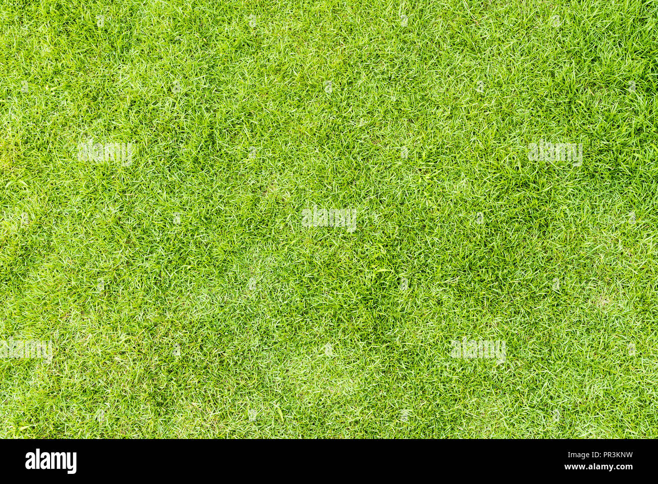 Spring Ground Texture Green grass texture background for spring or summer and World Earth Day ...