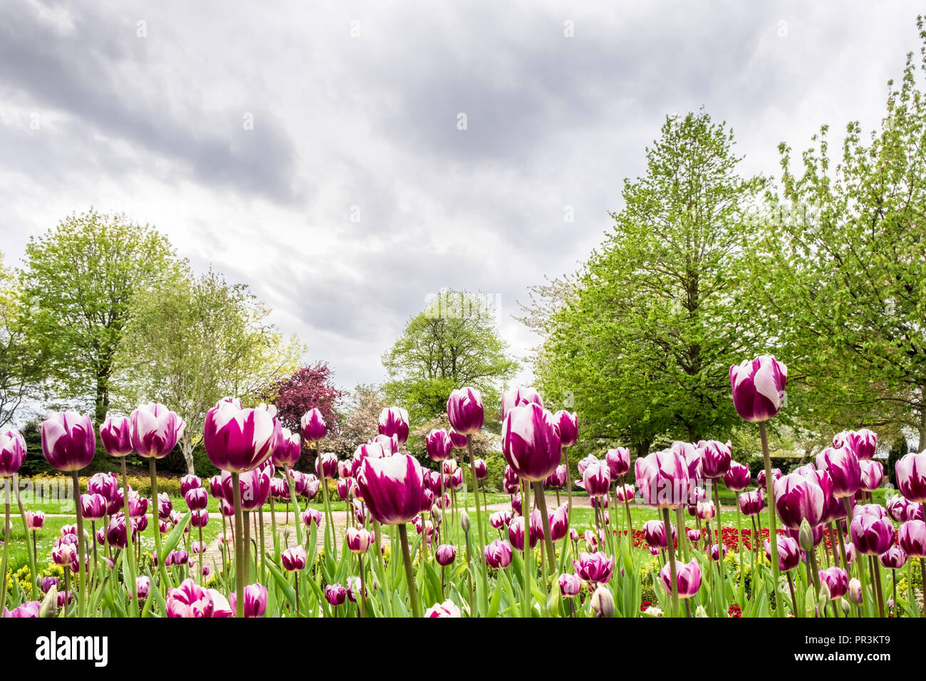 A flower bed of purple and white tulips in a park bringing colour to a grey sky day, Nottingham, England, UK Stock Photo