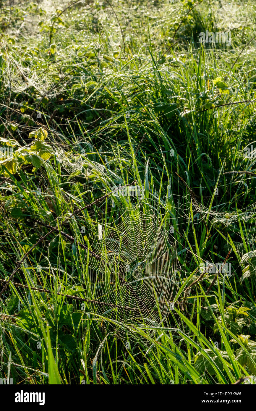 Spider's web or cobweb in long grass with droplets of early morning dew, Nottinghamshire, England, UK Stock Photo