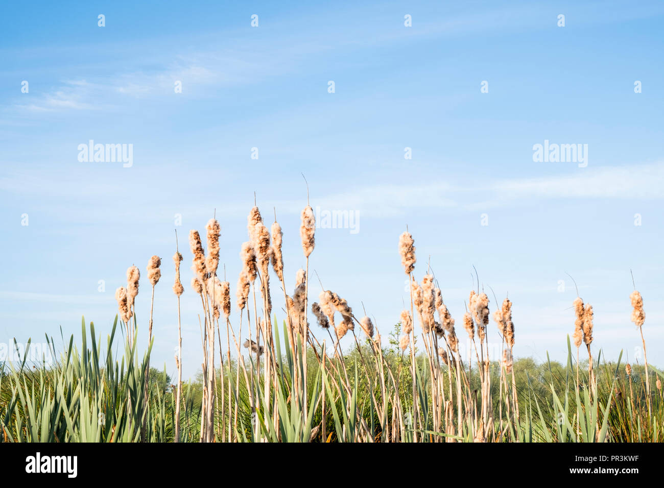 Bulrushes in Spring. Common Bulrush (Typha latifolia), Broadleaf Cattail or Great Reedmace with fluffy seed heads, Nottinghamshire, England, UK Stock Photo